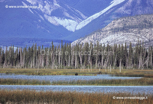 Presso il lago Jasper 22-19-05